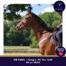 Gelding Thoroughbred For sale 2022 Bay