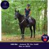 Mare Thoroughbred For sale 2022 Black