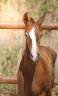 Colt KWPN Dutch Warmblood For sale 2026 Liver chestnut
