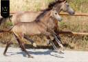 Colt KWPN Dutch Warmblood For sale 2026 Buckskin