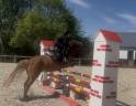 Mare Welsh Pony (Section B) For sale 2012 Chesnut