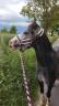 Mare Welsh Pony (Section A) For sale 2022 Grey