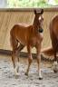 Filly French Saddle Pony For sale 2026 Bay