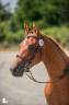 Mare French Saddle Pony For sale 2024 Chesnut