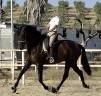 Mare PRE Pure Spanish Bred For sale 2021 Black