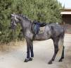 Entire PRE Pure Spanish Bred For sale 2021 Grey