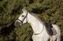 Gelding PRE Pure Spanish Bred For sale 2017 Grey