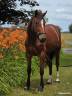 Mare French Trotter For sale 2023 Bay