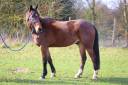 Gelding French Trotter For sale 2020 Bay