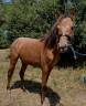 Mare No Origin Recorded For sale 2021 Other color