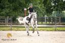 Gelding Oldenburg For sale 2015 Grey