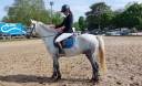Gelding French Saddle Pony For sale 2022 Grey