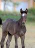 Colt Welsh Part Bred For sale 2026 Other color
