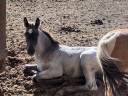 Colt Welsh Part Bred For sale 2026 Other color