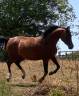 Mare Arabian For sale 2020 Bay