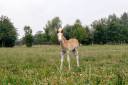 Filly Welsh Part Bred For sale 2026 Chesnut