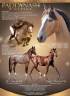 Gelding French Saddle Pony For sale 2025 Buckskin