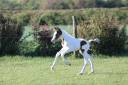 Entire Origin Recorded For sale 2026 Tobiano