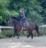 Mare KWPN Dutch Warmblood For sale 2018 Black