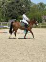 Gelding French Saddle Pony For sale 2022 Bay