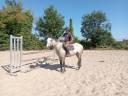 Mare Origin Recorded For sale 2023 Buckskin