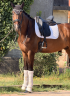 Gelding KWPN Dutch Warmblood For sale 2022 White