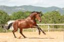 Gelding Lusitano For sale 2020 Bay