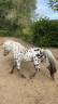 Entire No Origin Recorded For sale 2013 Appaloosa