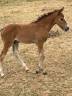 Colt Franche-Montagne For sale 2026 Bay