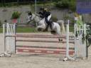 Gelding Origin Recorded For sale 2013 Grey