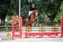 Stallion Zangersheide For sale 2022 Chesnut
