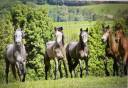 Stallion Connemara For sale 2023 Grey
