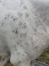 Filly Origin Recorded For sale 2025 Appaloosa