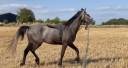 Gelding Connemara For sale 2023 Grey