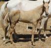 Colt Selle Fran&ccedil;ais For sale 2026 Palomino