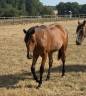 Filly Welsh Part Bred For sale 2025 Bay