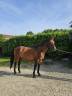 Gelding Selle Fran&ccedil;ais For sale 2017 Bay