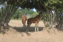 Colt sBs Belgian Warmblood For sale 2026 Dark Bay