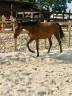 Mare Anglo-Arabian For sale 2019 Dark Bay