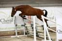 Gelding French Saddle Pony For sale 2022 Bay