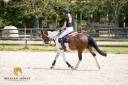 Gelding Other Pony Breed For sale 2019 Coloured