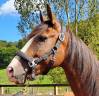 Mare Lusitano For sale 2017 Bay