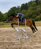 Gelding Welsh Part Bred For sale 2022 Bay