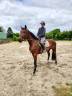 Gelding Selle Fran&ccedil;ais For sale 2022 Bay