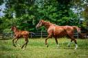 Mare English Thoroughbred For sale 2020 Chesnut