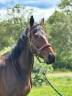 Gelding Thoroughbred For sale 2021 Dark Bay