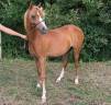 Filly Welsh Pony (Section B) For sale 2025 Chesnut