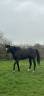 Broodmare Thoroughbred For sale 2018 Black