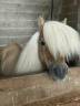 Stallion Shetland Pony For sale 2016 Dun