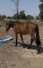 Colt Origin Recorded For sale 2025 Bay